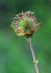 Geum aleppicum