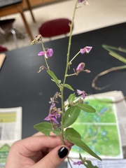 Desmodium paniculatum