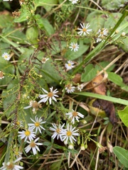 Symphyotrichum dumosum