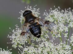 Eristalis rupium