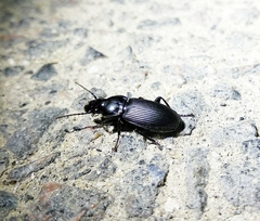 Pterostichus