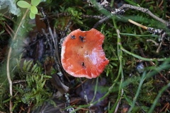 Russula sanguinea