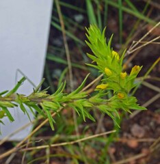 Orthocarpus luteus