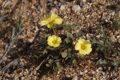 Oxalis obtusa