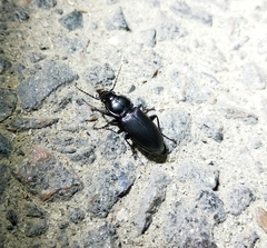 Pterostichus