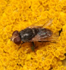 Miltogramminae