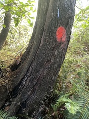 Kretzschmaria deusta