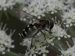 Melangyna