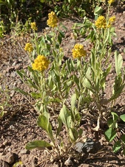Solidago spectabilis