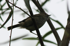 Acanthiza pusilla