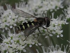 Melangyna