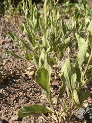 Solidago spectabilis