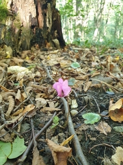 Cyclamen purpurascens