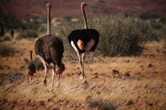 Struthio camelus australis