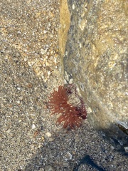 Actinia equina