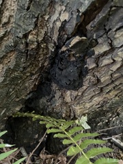 Kretzschmaria deusta