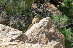 Callospermophilus lateralis