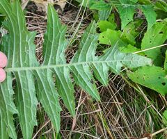 Cirsium erisithales