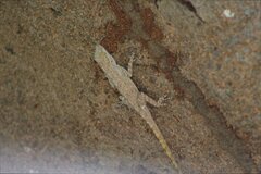 Anolis distichus
