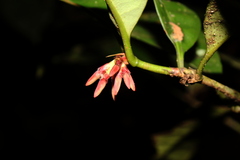 Ixora aluminicola