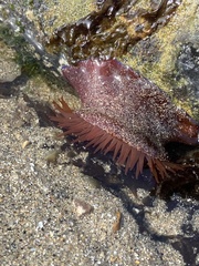 Actinia equina