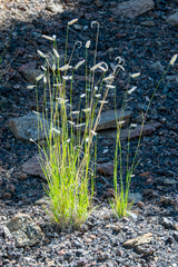 Bouteloua gracilis