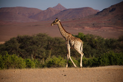Giraffa camelopardalis angolensis