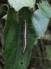 Epipaschia superatalis