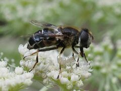 Eristalis rupium