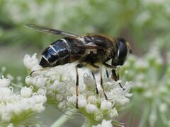 Eristalis rupium