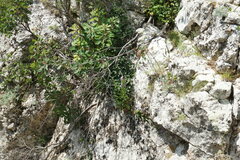 Aster amellus bessarabicus