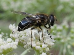 Eristalis rupium