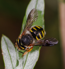 Anthidium oblongatum