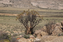 Aloidendron dichotomum