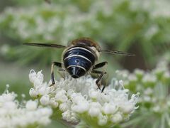 Eristalis rupium