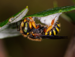 Anthidium oblongatum