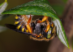 Anthidium oblongatum