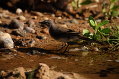 Motacilla capensis capensis