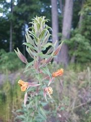 Oenothera coloratissima