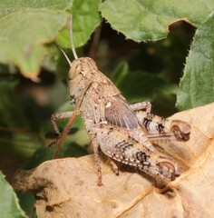 Calliptamus italicus
