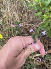 Clinopodium menthifolium image