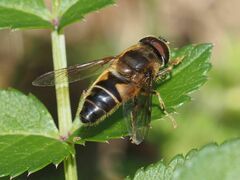 Eristalis pertinax