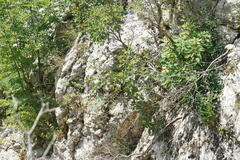 Aster amellus bessarabicus