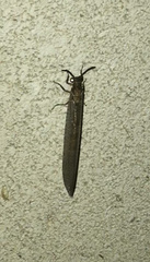 Neuroptera