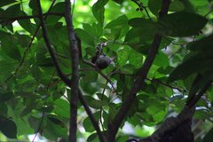 Nesoctites micromegas