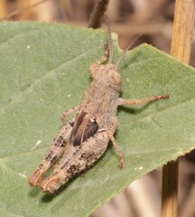 Calliptamus italicus