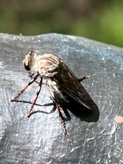 Heteropogon macerinus