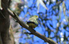 Neophema chrysostoma