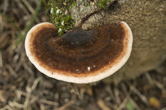 Ischnoderma resinosum