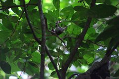 Nesoctites micromegas